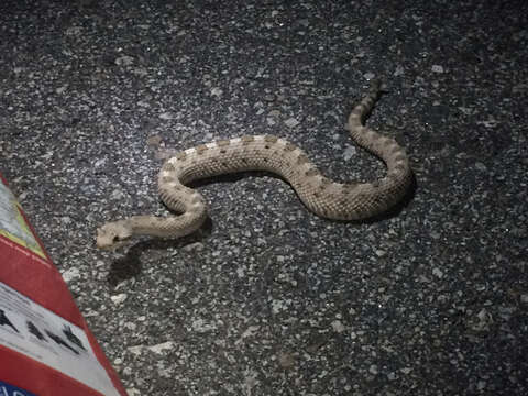 Image of Sidewinder Rattlesnake