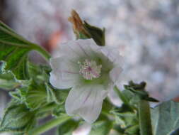 Image of common mallow