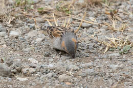 Image of Kenya Rufous-Sparrow