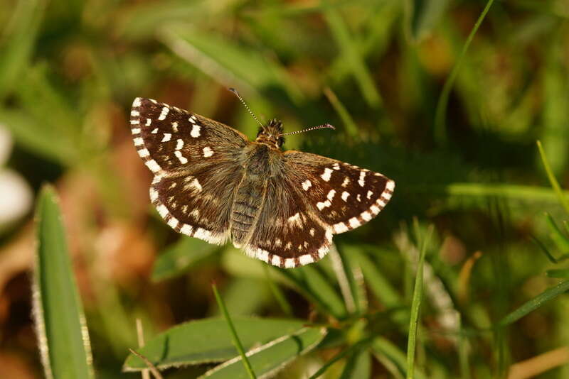 Image of Southern Grizzled Skipper