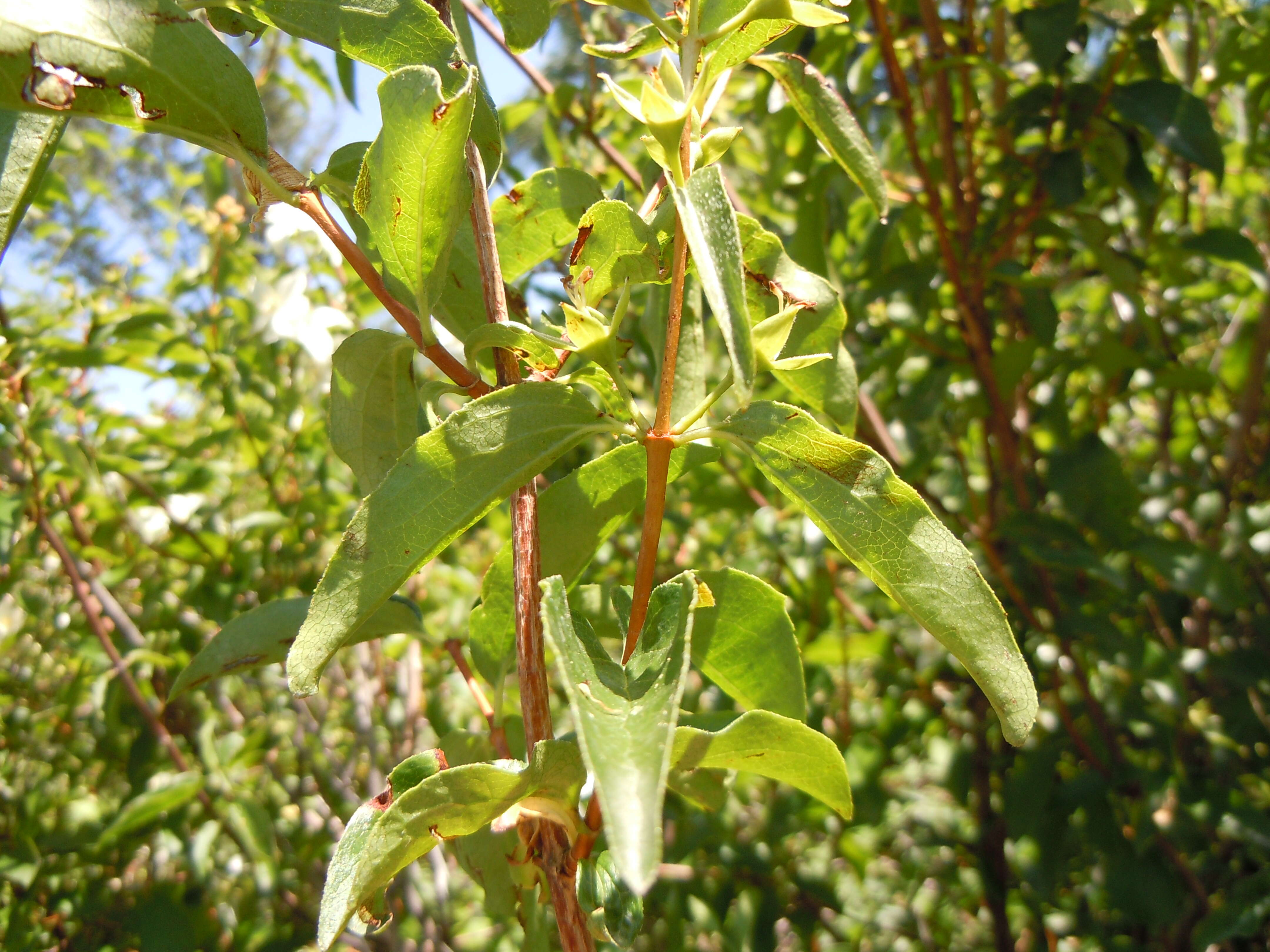 Image of Gordon's Mockorange