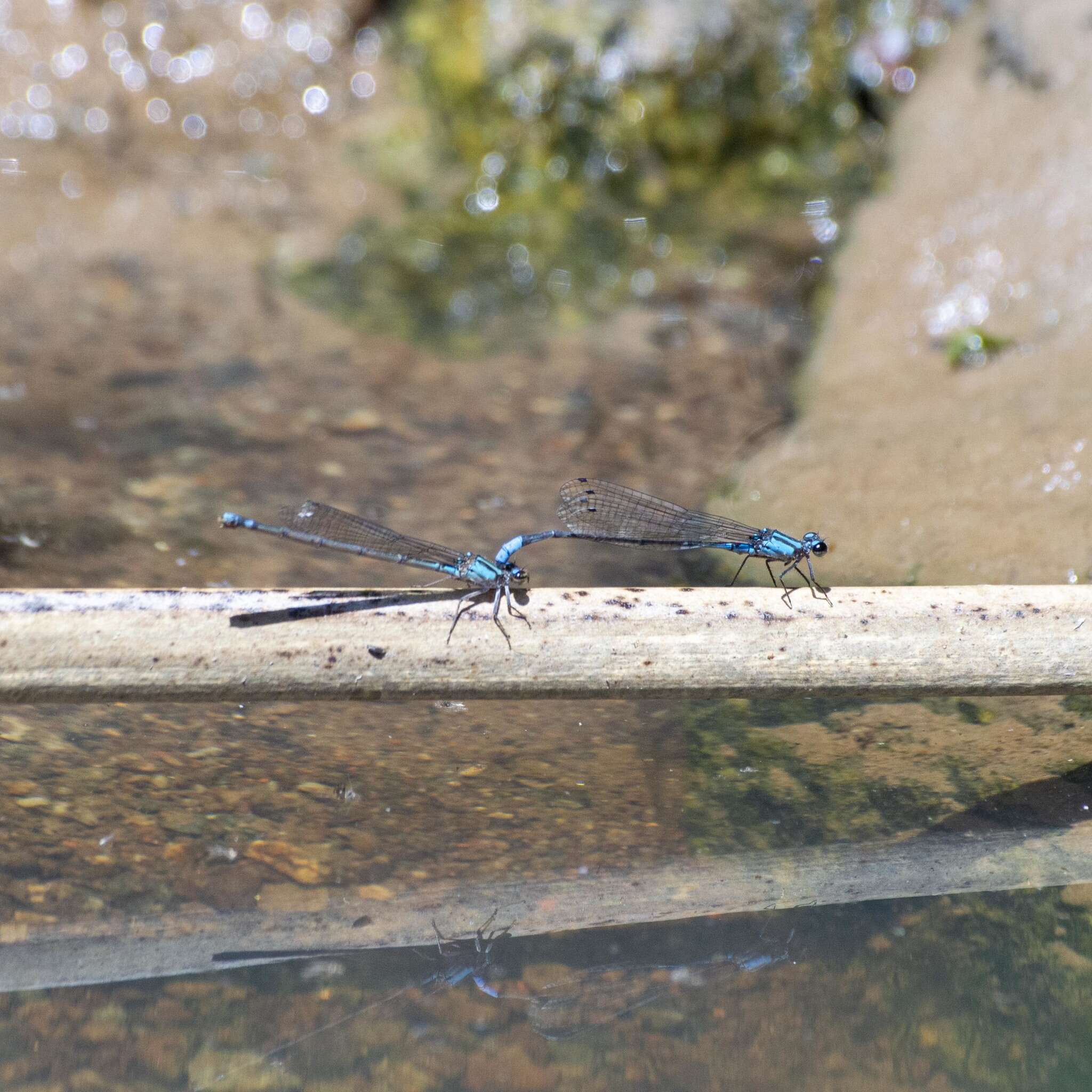 Image of Acanthagrion lancea Selys 1876