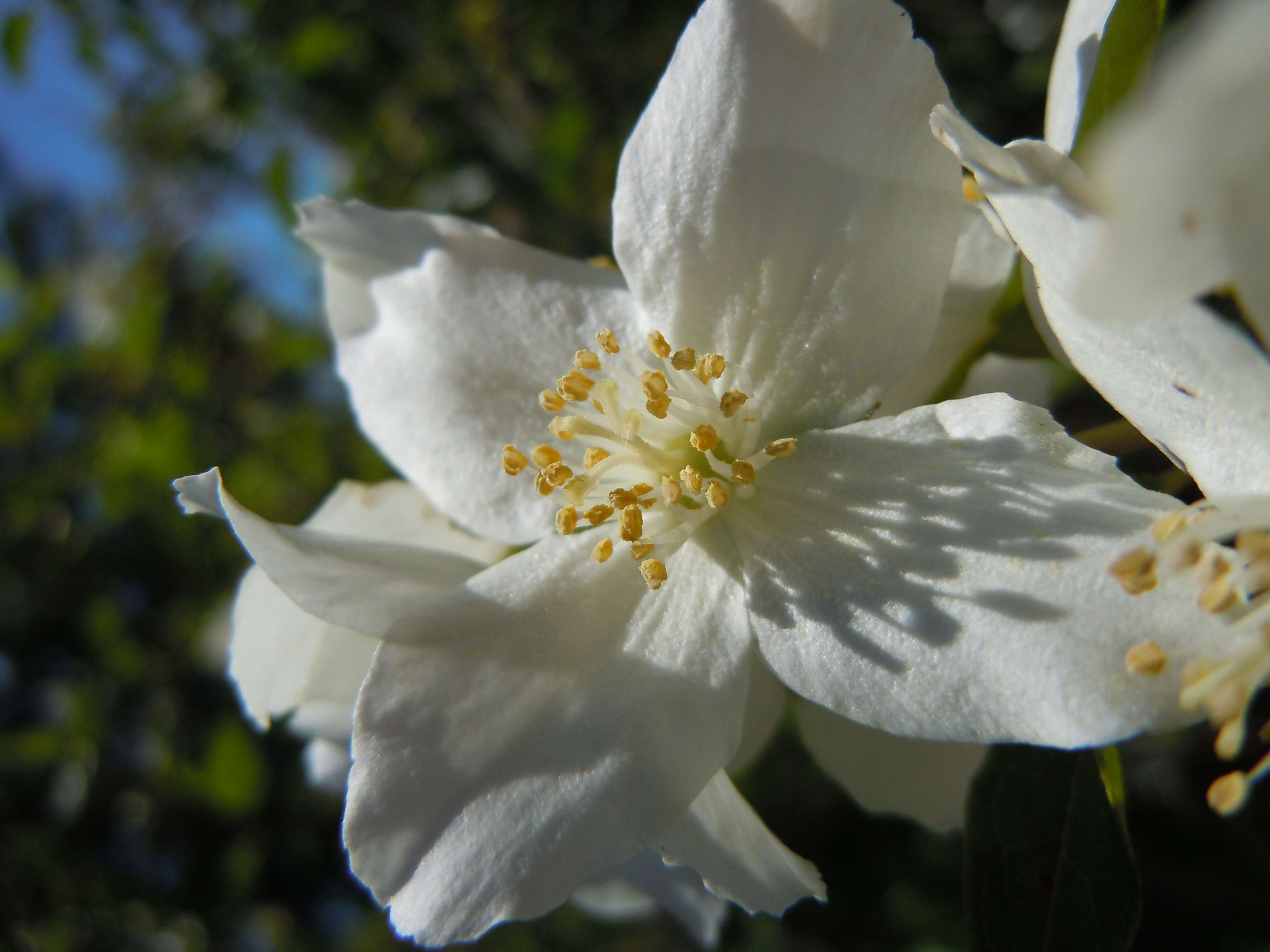 Image of Gordon's Mockorange