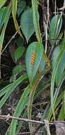 Image of Pleurothallis truncata Lindl.