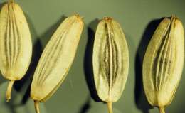 Imagem de Lomatium macrocarpum (Hook. & Arn.) Coult. & Rose