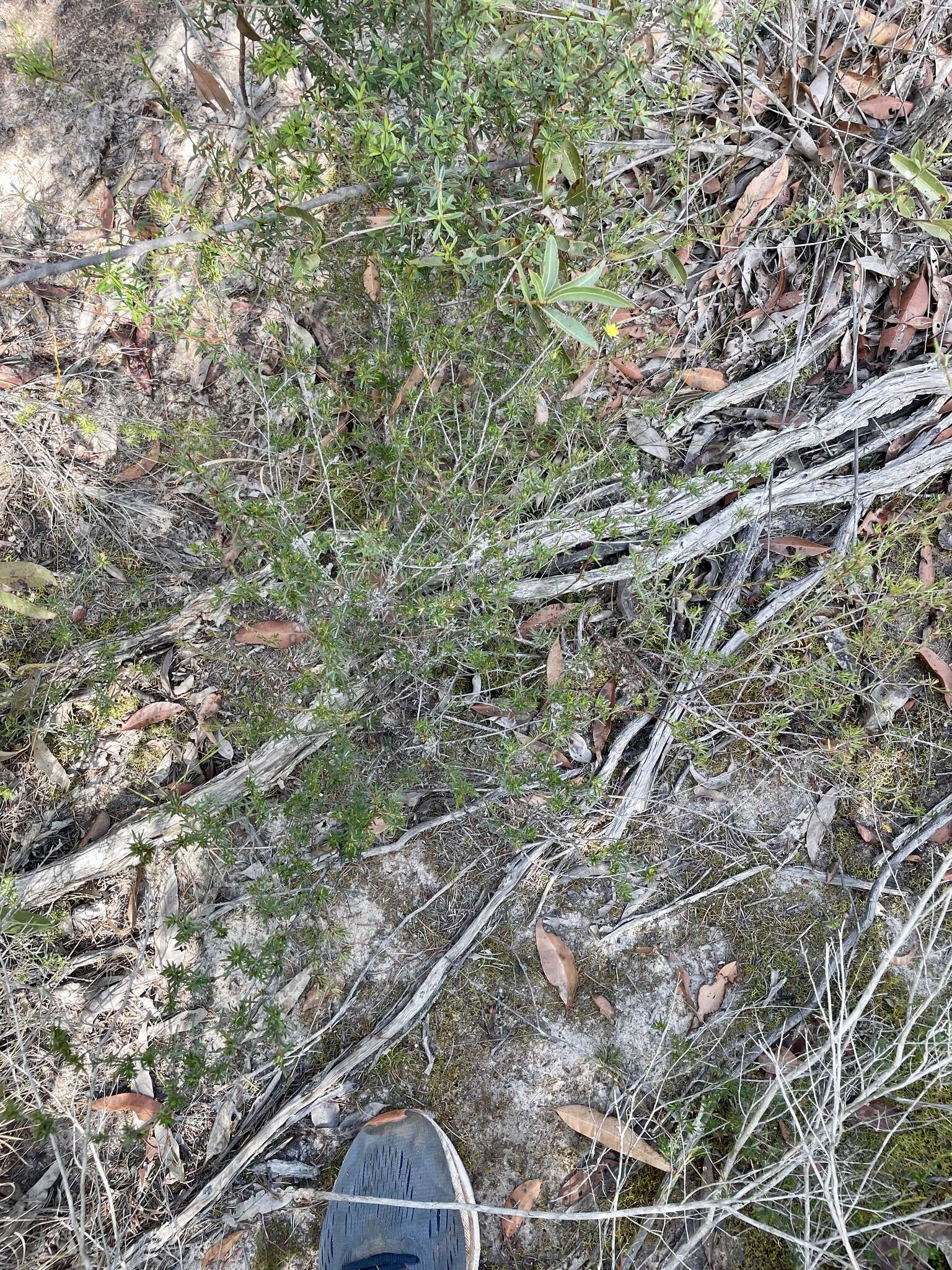 Image of Hibbertia acicularis (Labill.) F. Müll.