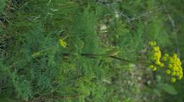 Sivun Lomatium dissectum (Nutt. ex Torr. & Gray) Mathias & Constance kuva