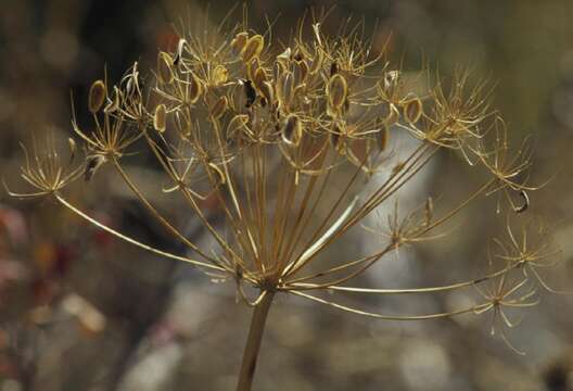 Sivun Lomatium dissectum (Nutt. ex Torr. & Gray) Mathias & Constance kuva