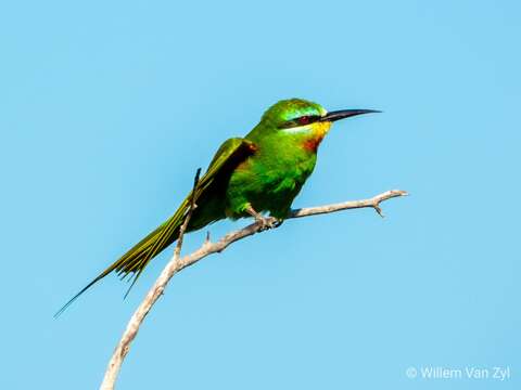 Image of Blue-cheeked Bee-eater