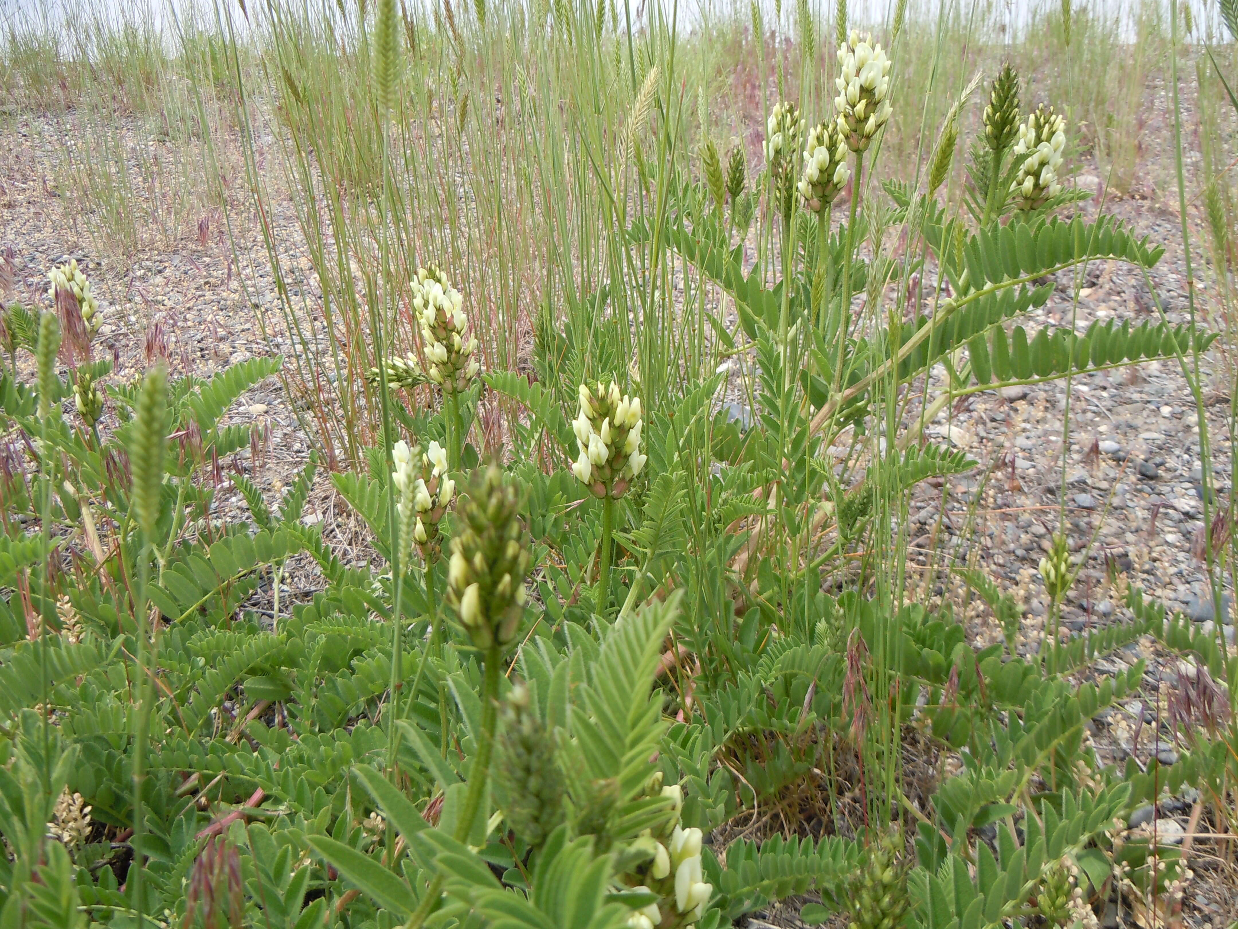 Image of chickpea milkvetch