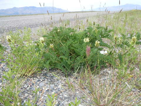 Image of chickpea milkvetch