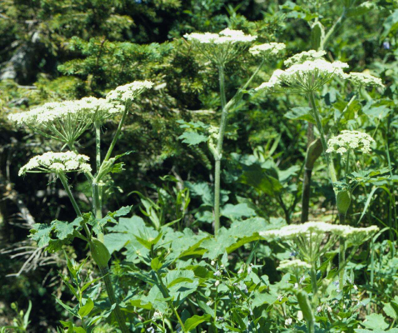 Plancia ëd Heracleum sphondylium subsp. montanum (Schleicher ex Gaudin) Briq.