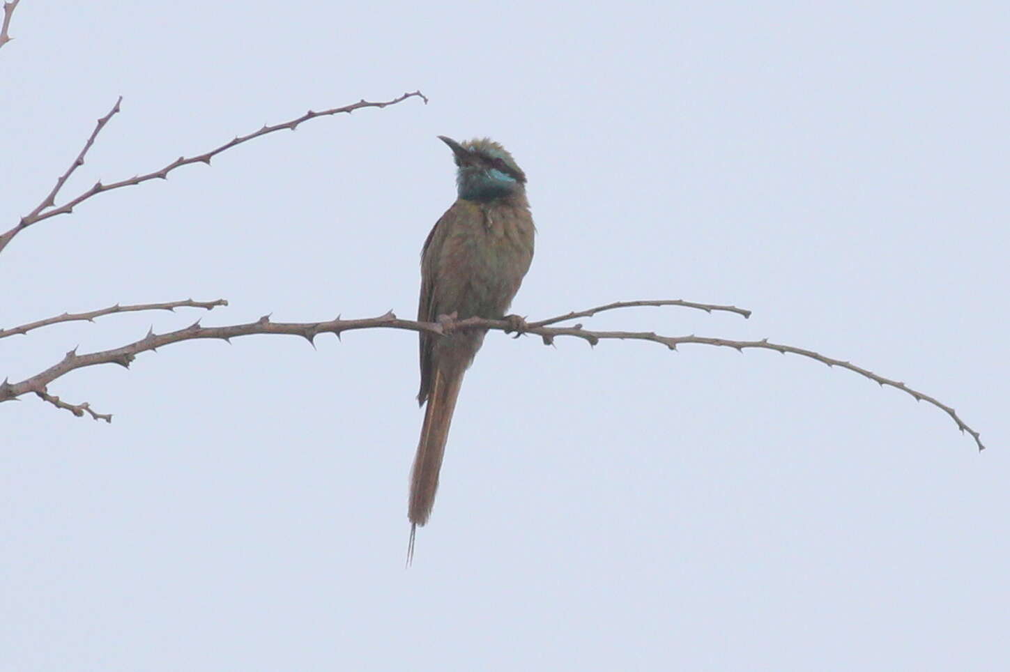 صورة Merops cyanophrys cyanophrys (Cabanis & Heine 1860)