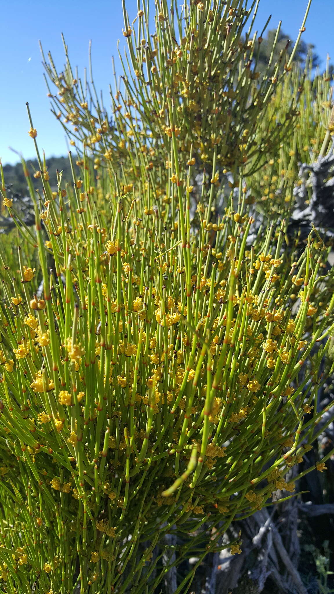 Image of Green Ephedra