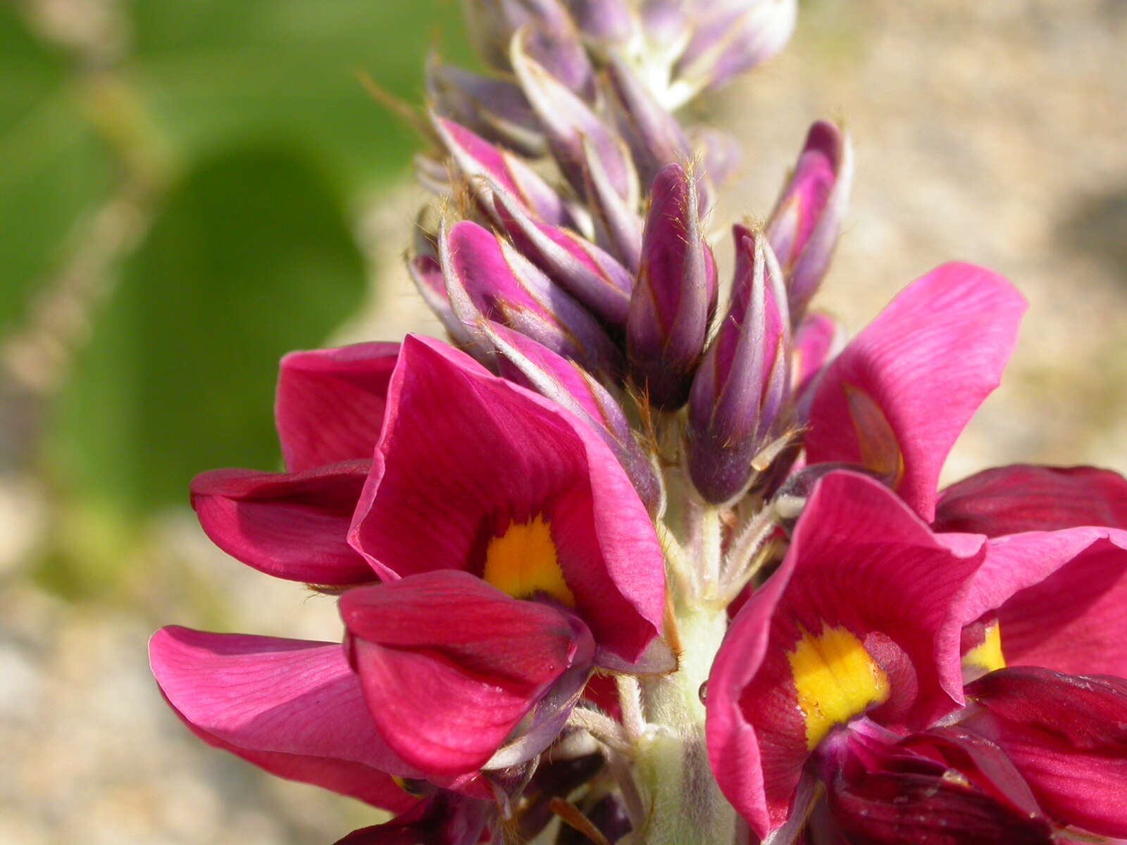 Image de Pueraria montana var. lobata (Willd.) Sanjappa & Pradeep