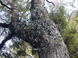 Imagem de Nothofagus menziesii (Hook. fil.) Oerst.