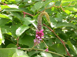 Image de Pueraria montana var. lobata (Willd.) Sanjappa & Pradeep