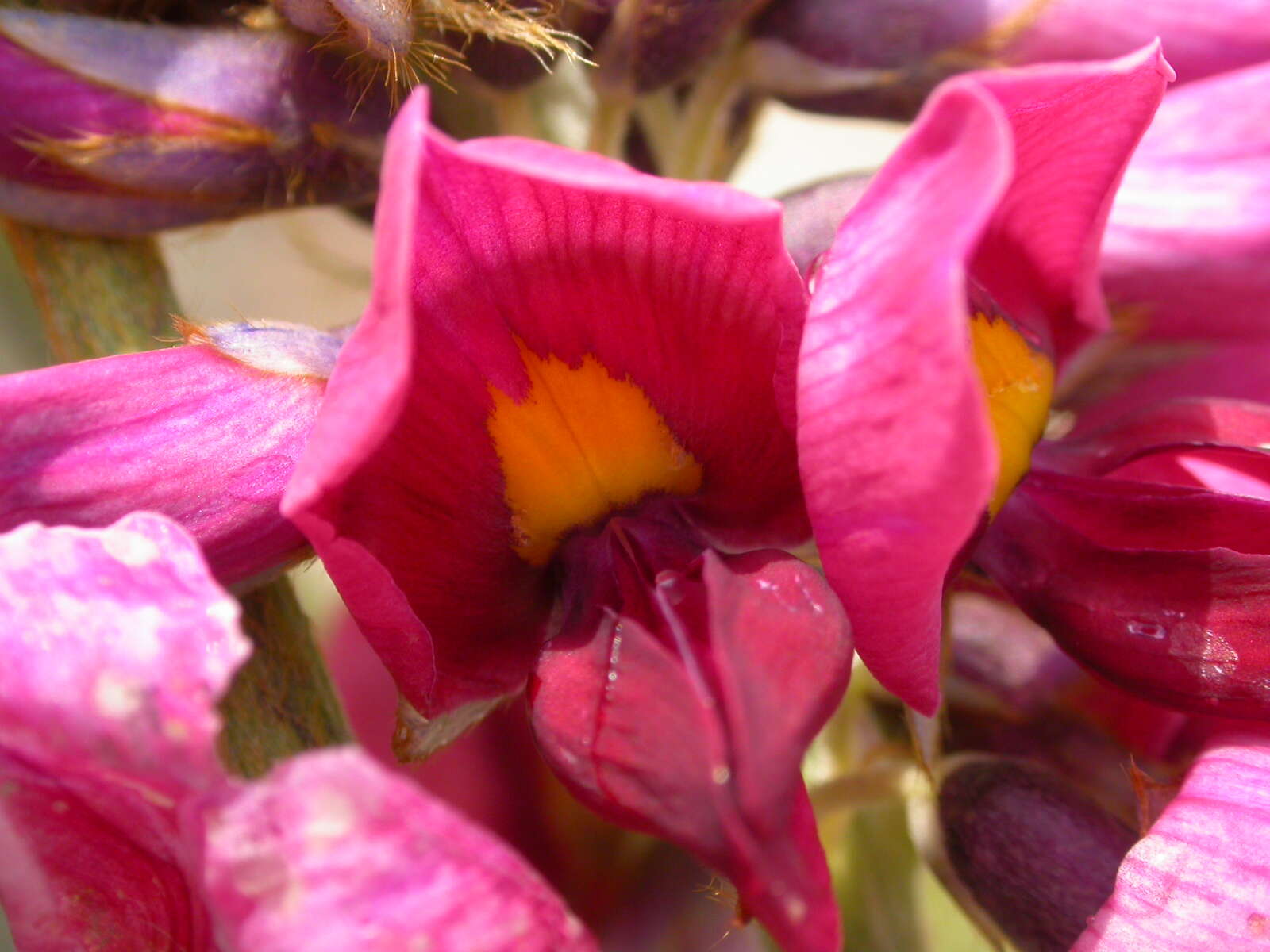 Image de Pueraria montana var. lobata (Willd.) Sanjappa & Pradeep