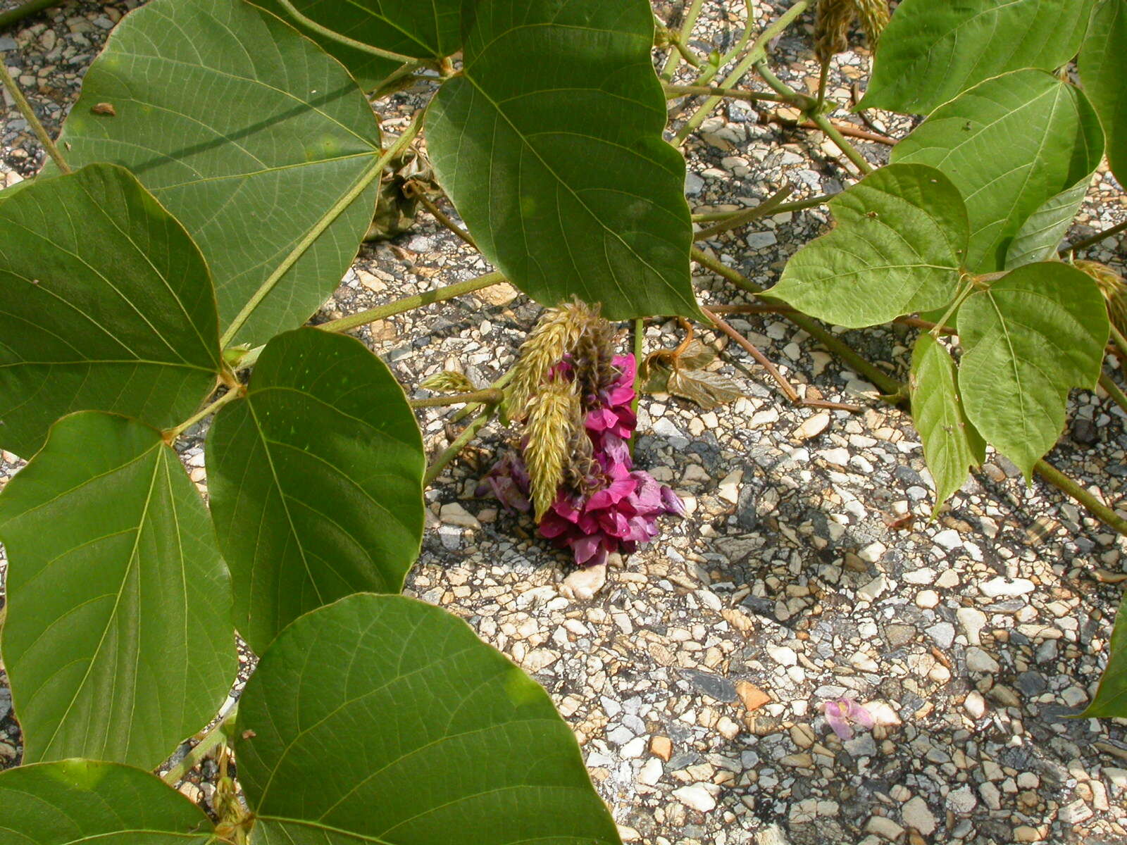 Image de Pueraria montana var. lobata (Willd.) Sanjappa & Pradeep