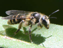 Image of Callandrena Cockerell 1898