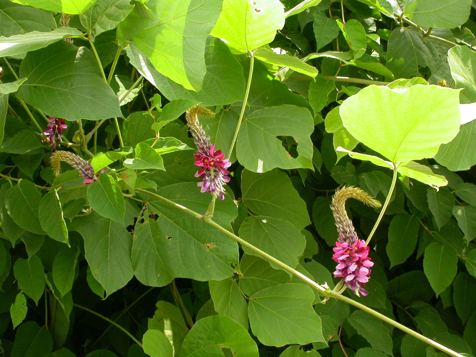 Image de Pueraria montana var. lobata (Willd.) Sanjappa & Pradeep