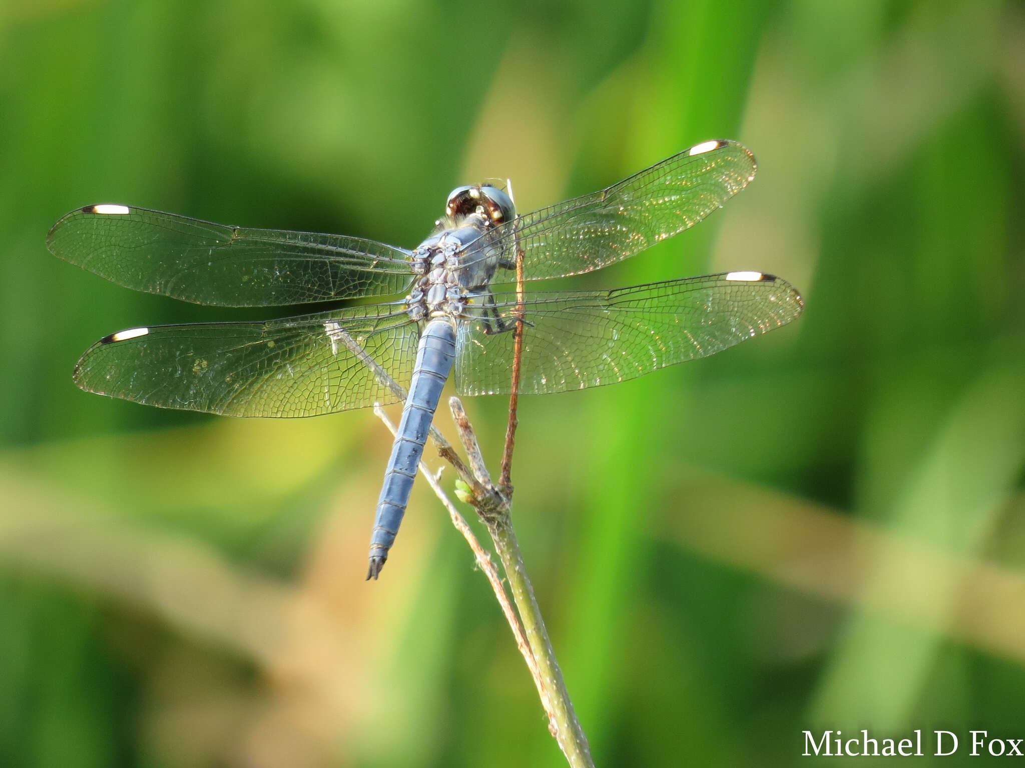 Image of Comanche Skimmer