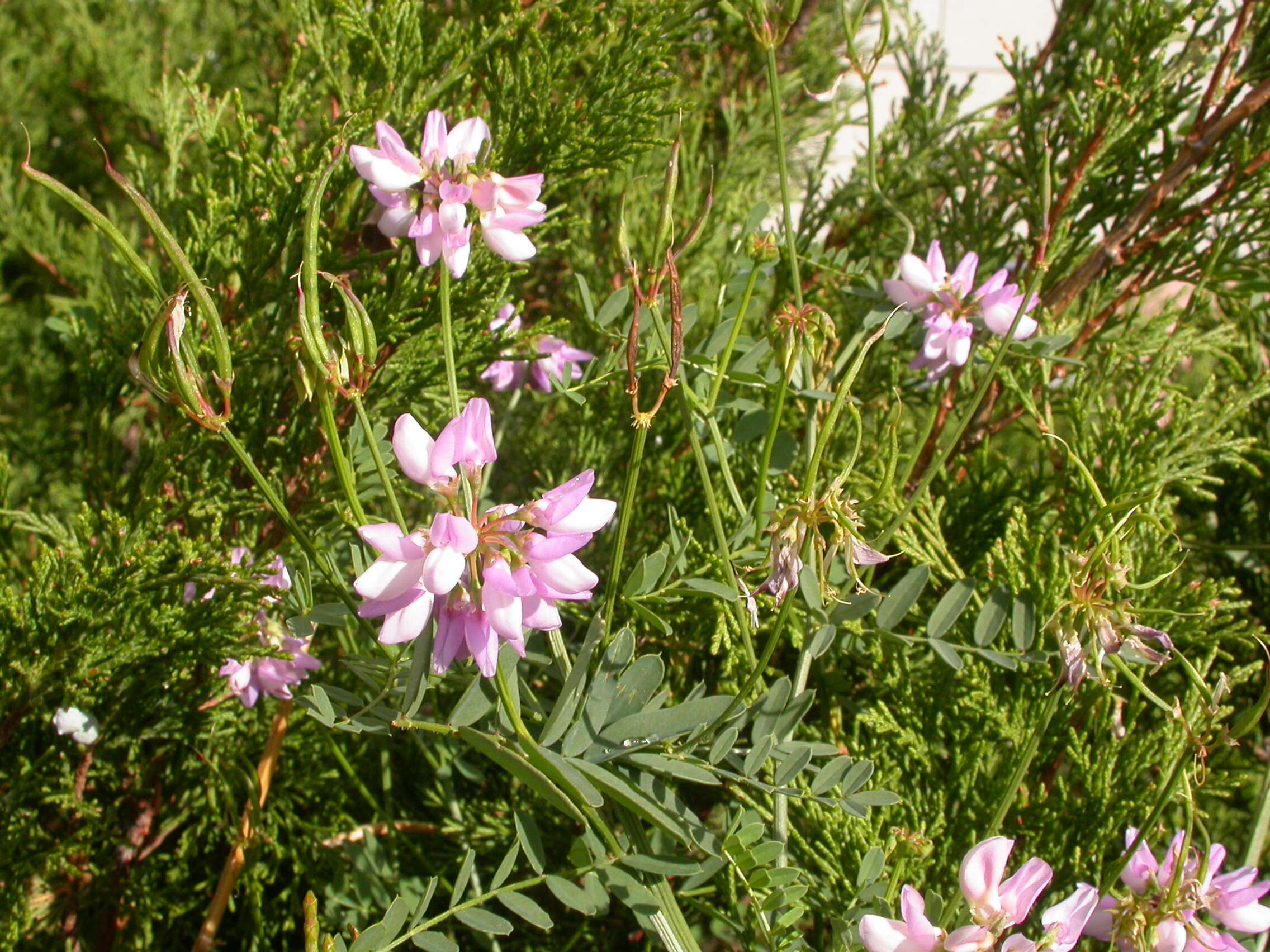 Image of crown vetch