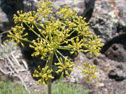 Sivun Lomatium dissectum (Nutt. ex Torr. & Gray) Mathias & Constance kuva