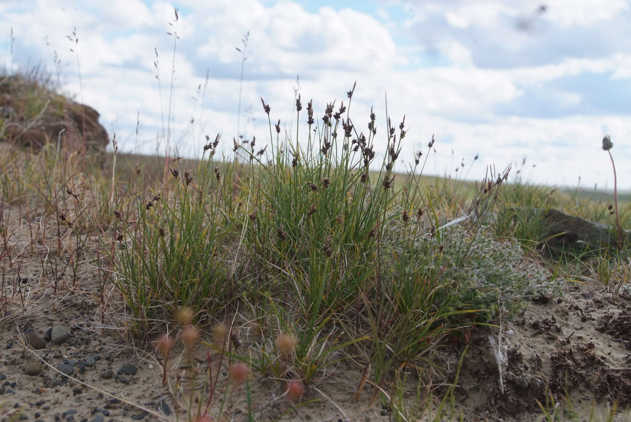 Image of weak arctic sedge