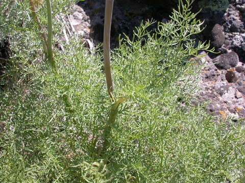 Sivun Lomatium dissectum (Nutt. ex Torr. & Gray) Mathias & Constance kuva