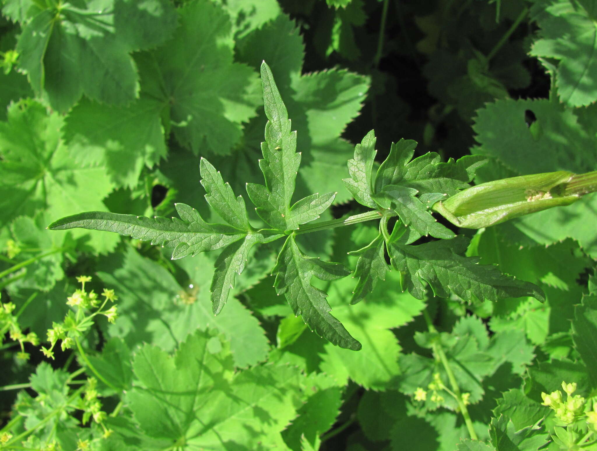 صورة Heracleum apiifolium Boiss.