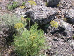 Sivun Lomatium dissectum (Nutt. ex Torr. & Gray) Mathias & Constance kuva