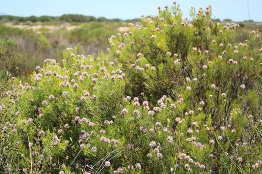 Imagem de Serruria fucifolia Salisb. ex Knight