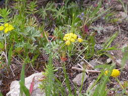 Plancia ëd Lomatium cous (S. Wats.) Coult. & Rose