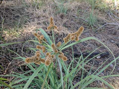 Sivun Cyperus ligularis L. kuva