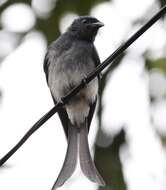 Image de Drongo à ventre blanc