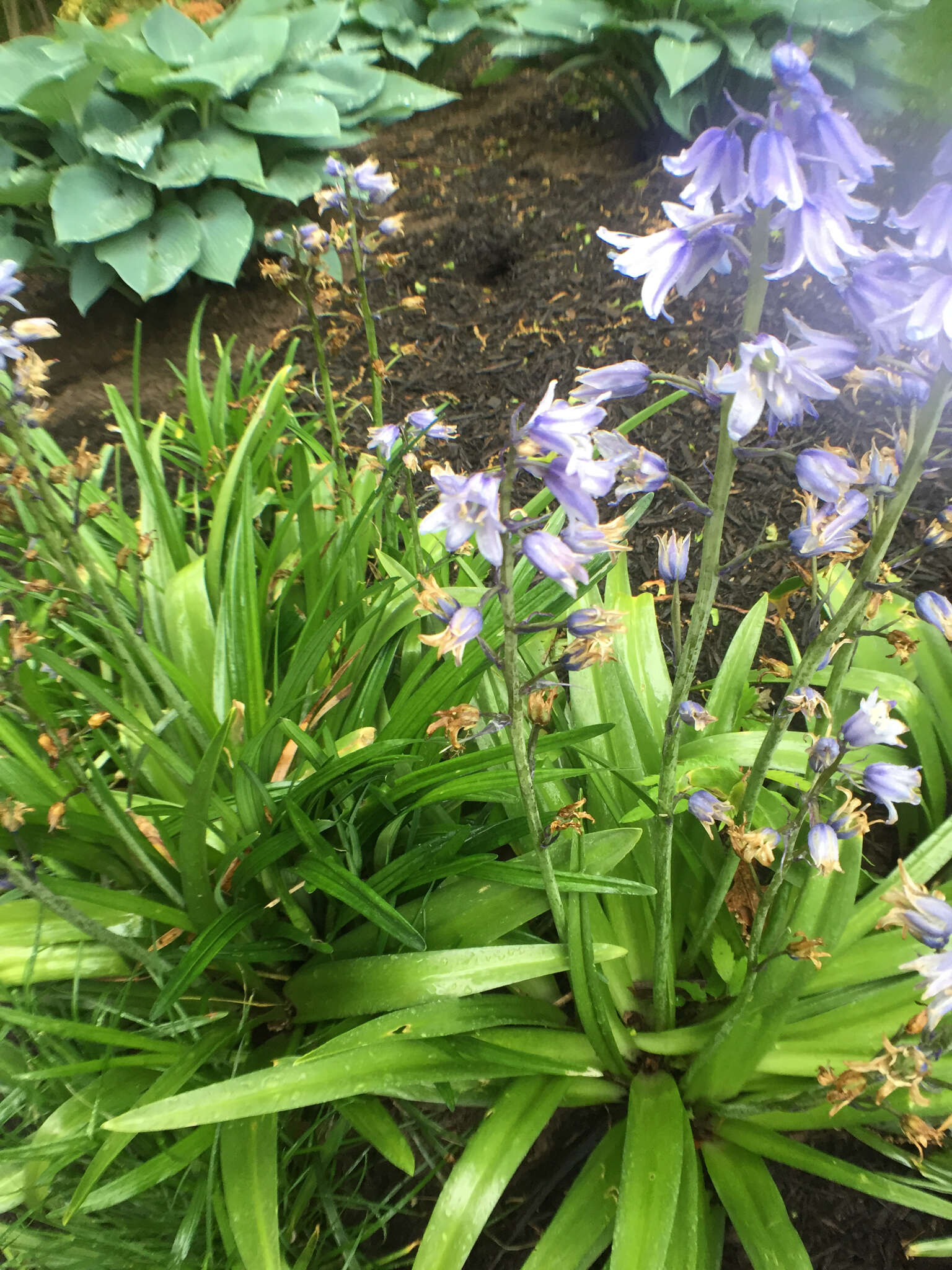 Image of Hispanic hyacinthoides