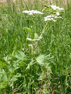 Plancia ëd Heracleum sphondylium subsp. montanum (Schleicher ex Gaudin) Briq.