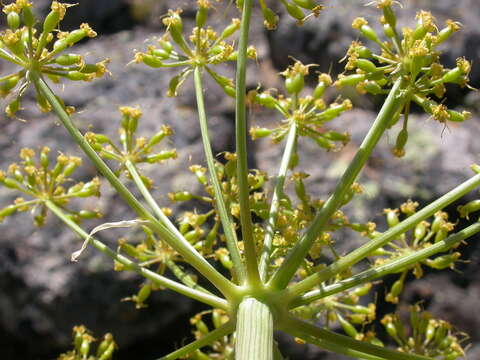 Sivun Lomatium dissectum (Nutt. ex Torr. & Gray) Mathias & Constance kuva