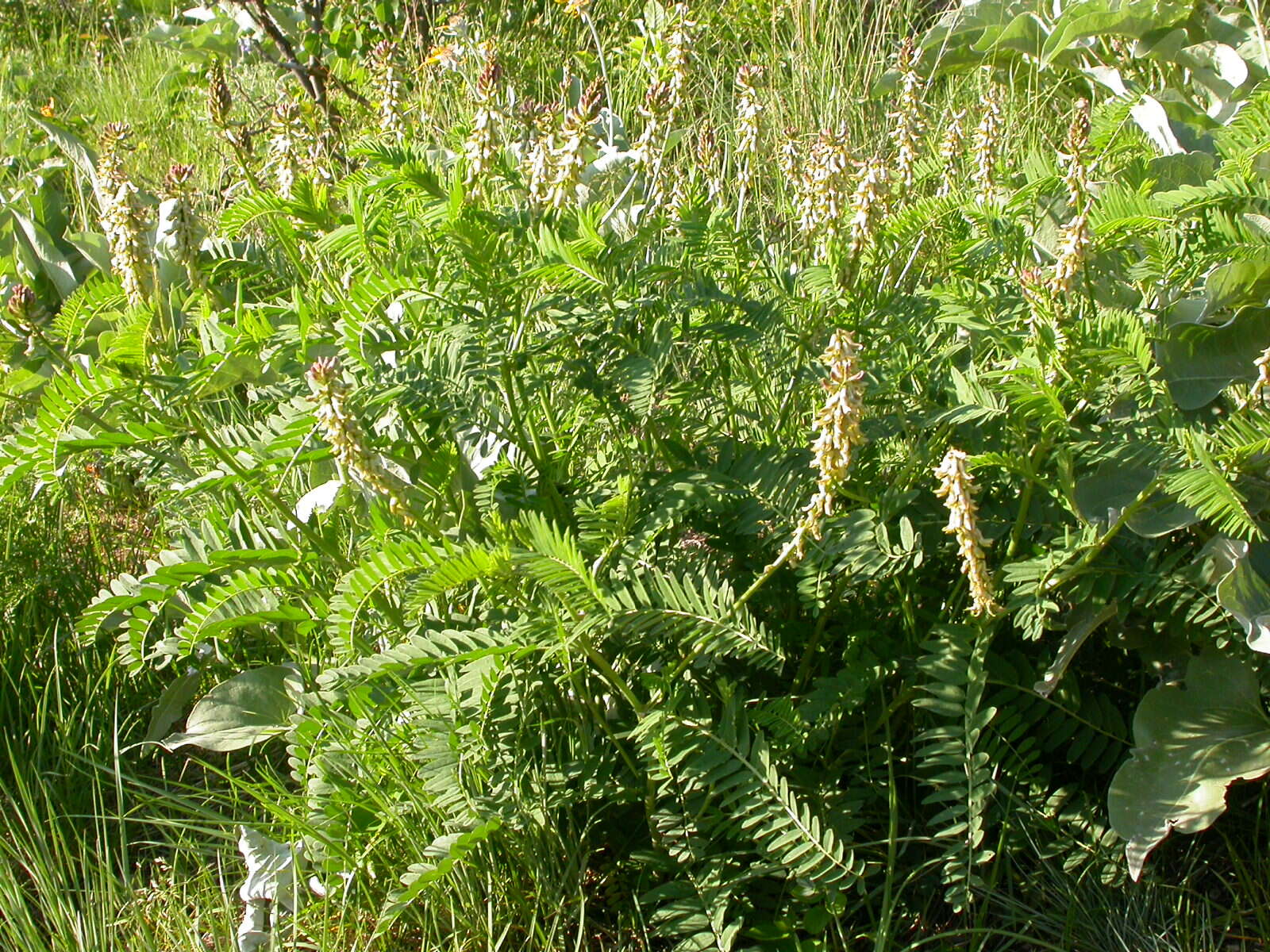 Image of Russian milkvetch