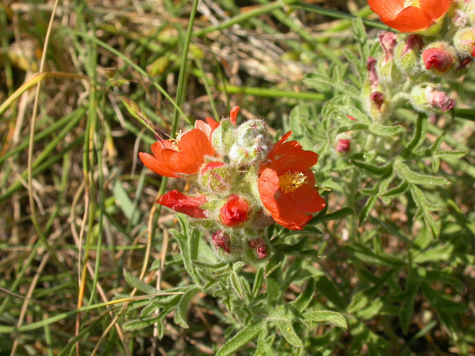 Image of scarlet globemallow