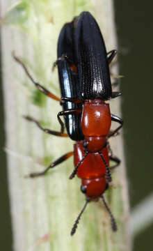 Image of Clover Stem Borer