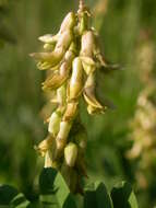 Image of Russian milkvetch