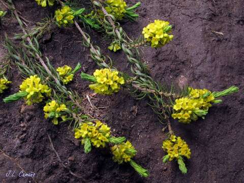 Image de Thymelaea coridifolia subsp. coridifolia