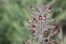 Imagem de Scrophularia villosa Pennell ex Millsp. & Nuttall