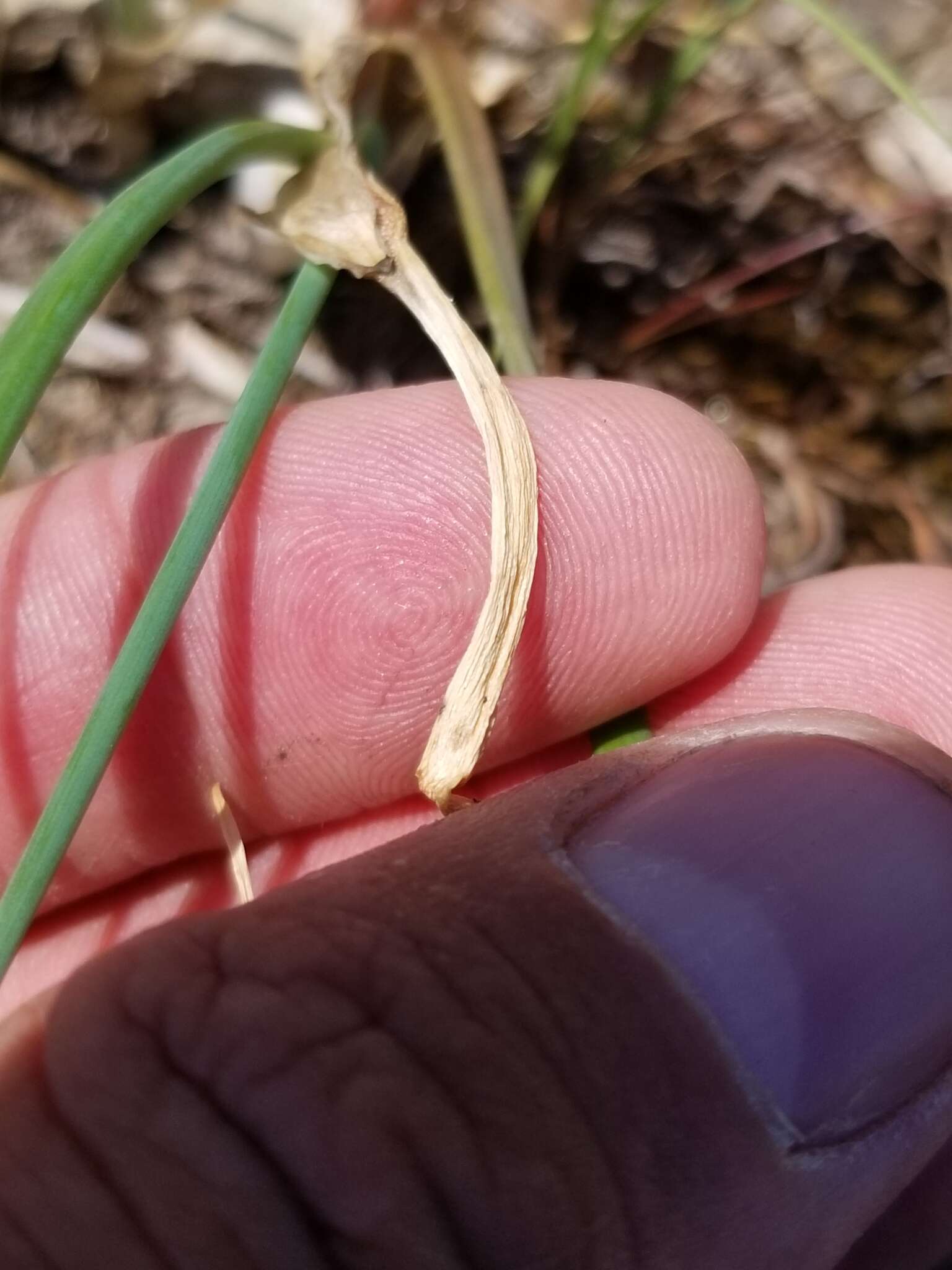 Image of wild chives