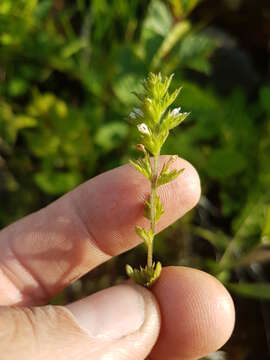 Image of Hudson Bay eyebright