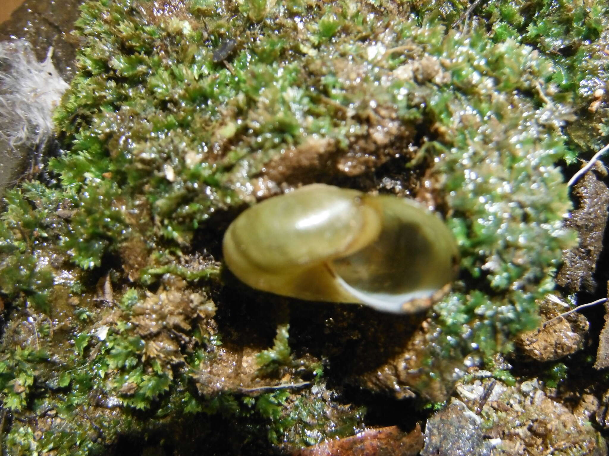 Image of Mesomphix vulgatus H. B. Baker 1933