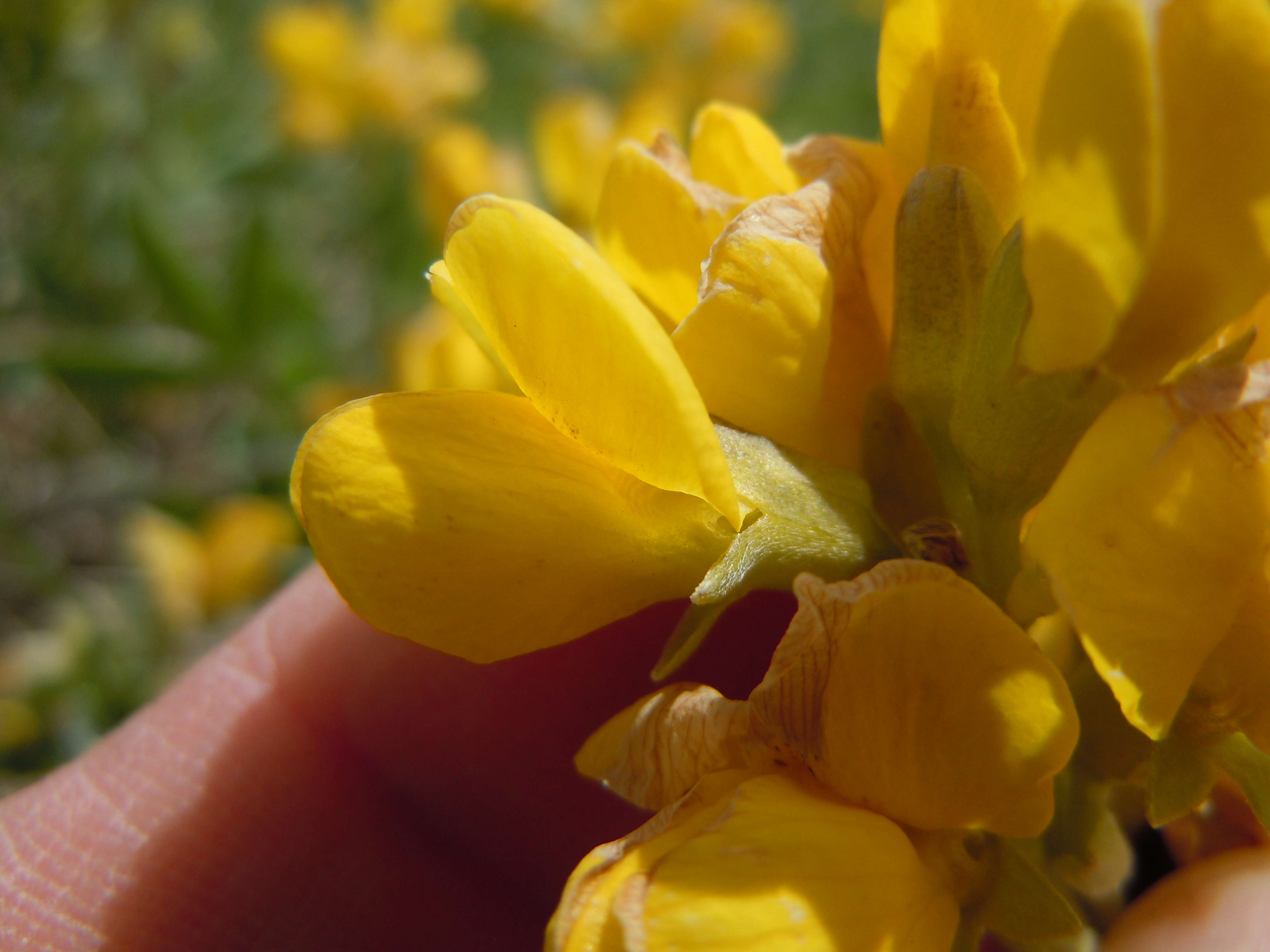 Image of prairie thermopsis