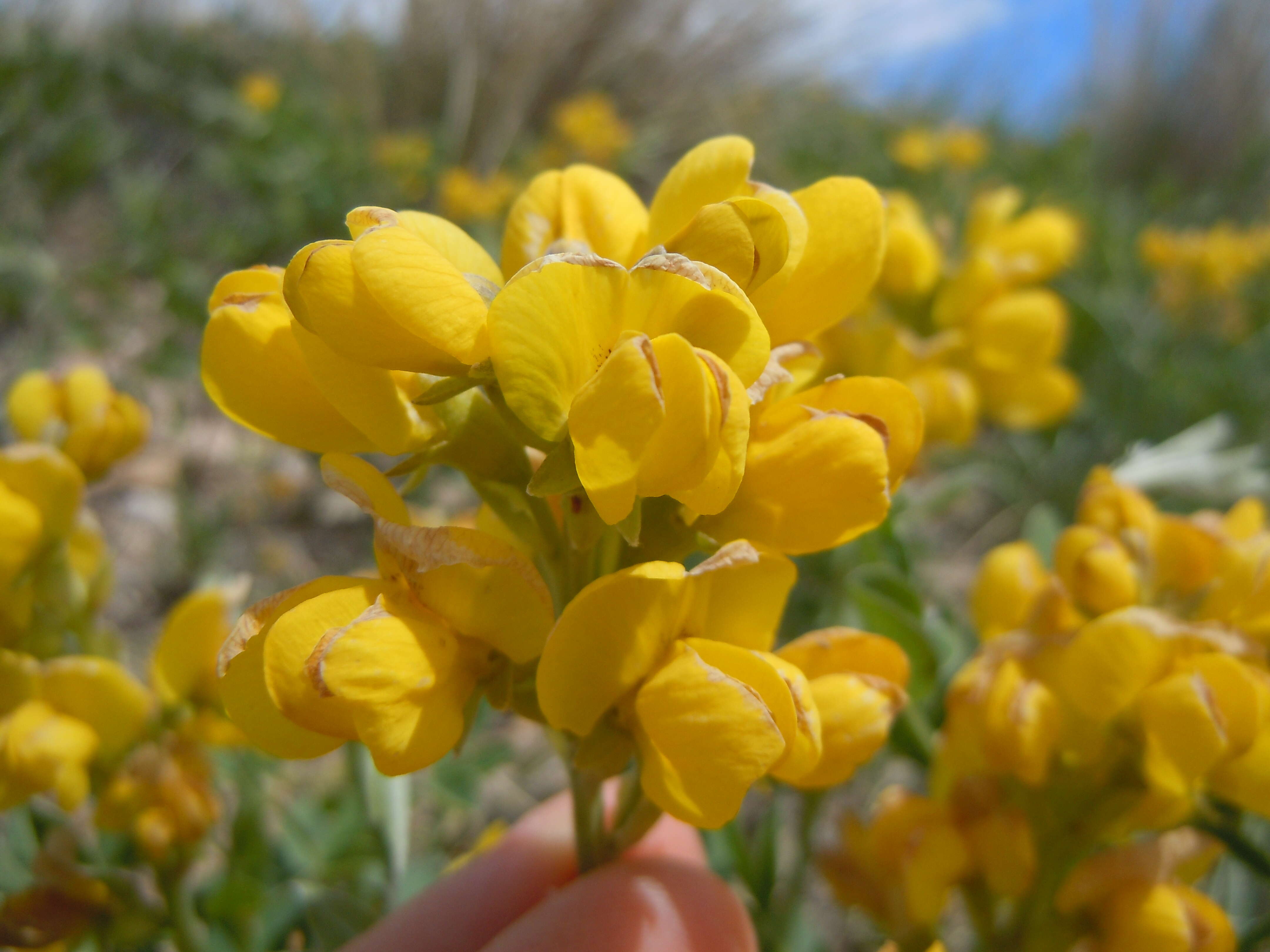 Image of prairie thermopsis